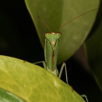 Orthodera ministralis (Green Mantid) at Melba, ACT - 29 Mar 2021 by kasiaaus