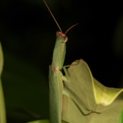 Orthodera ministralis at Melba, ACT - 30 Mar 2021