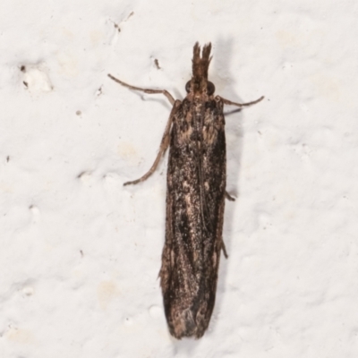 Faveria tritalis (Couchgrass Webworm) at Melba, ACT - 30 Mar 2021 by kasiaaus