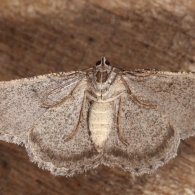 Psilosticha absorpta (Fine-waved Bark Moth) at Melba, ACT - 30 Mar 2021 by kasiaaus