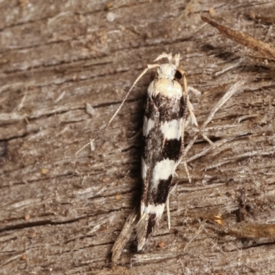 Limnaecia camptosema (A Cosmet moth (Cosmopteriginae) at Melba, ACT - 30 Mar 2021 by kasiaaus