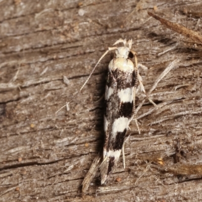 Limnaecia camptosema (Cosmopterigid) at Melba, ACT - 30 Mar 2021 by kasiaaus