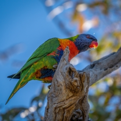 Trichoglossus moluccanus (Rainbow Lorikeet) at Callum Brae - 2 Apr 2021 by trevsci