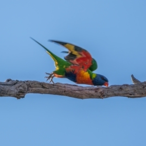 Trichoglossus moluccanus at Symonston, ACT - 3 Apr 2021