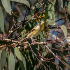 Pardalotus striatus (Striated Pardalote) at Jerrabomberra, ACT - 2 Apr 2021 by trevsci