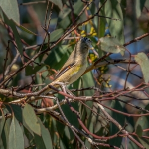 Pardalotus striatus at Jerrabomberra, ACT - 3 Apr 2021