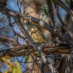 Pachycephala rufiventris (Rufous Whistler) at Jerrabomberra Grassland - 3 Apr 2021 by trevsci