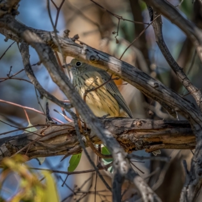 Pachycephala rufiventris (Rufous Whistler) at Jerrabomberra, ACT - 2 Apr 2021 by trevsci