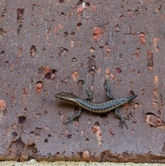 Cryptoblepharus pannosus (Ragged Snake-eyed Skink) at Albury - 4 Apr 2021 by ChrisAllen