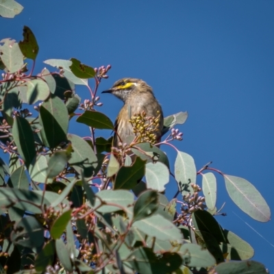 Caligavis chrysops (Yellow-faced Honeyeater) at Hume, ACT - 3 Apr 2021 by trevsci