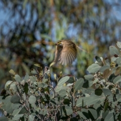 Caligavis chrysops at Hume, ACT - 3 Apr 2021