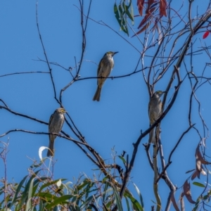 Caligavis chrysops at Hume, ACT - 3 Apr 2021