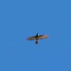 Caligavis chrysops at Hume, ACT - 3 Apr 2021