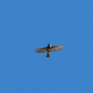 Caligavis chrysops at Hume, ACT - 3 Apr 2021