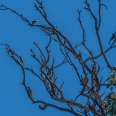 Melithreptus lunatus (White-naped Honeyeater) at Jerrabomberra, ACT - 3 Apr 2021 by trevsci