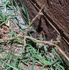 Limnodynastes tasmaniensis (Spotted Grass Frog) at Albury - 5 Apr 2021 by ChrisAllen