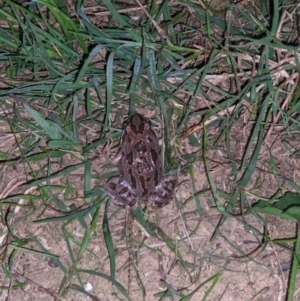 Limnodynastes tasmaniensis at Thurgoona, NSW - 5 Apr 2021 06:54 PM