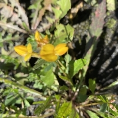 Lotus corniculatus (Birds-Foot Trefoil) at Booth, ACT - 5 Apr 2021 by KL