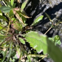 Lotus corniculatus at Booth, ACT - 5 Apr 2021 11:30 AM