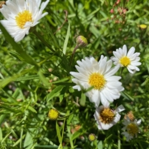 Brachyscome graminea at Booth, ACT - 5 Apr 2021 11:31 AM