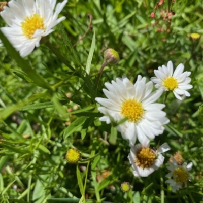 Brachyscome graminea (Grass Daisy) at Booth, ACT - 5 Apr 2021 by KL