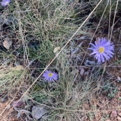 Brachyscome spathulata (Coarse Daisy, Spoon-leaved Daisy) at Namadgi National Park - 5 Apr 2021 by KL