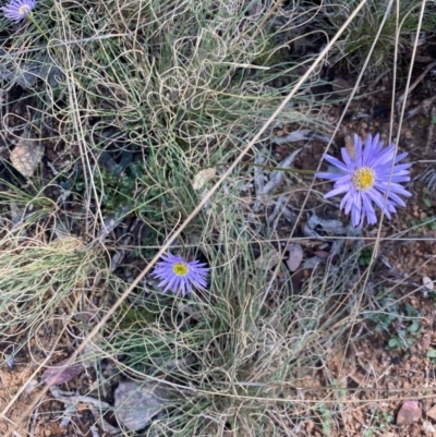 Brachyscome spathulata (Coarse Daisy, Spoon-leaved Daisy) at Booth, ACT - 5 Apr 2021 by KL