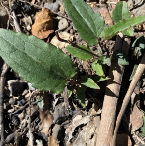 Clematis aristata at Booth, ACT - 5 Apr 2021