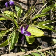 Viola betonicifolia (Mountain Violet) at Namadgi National Park - 5 Apr 2021 by KL
