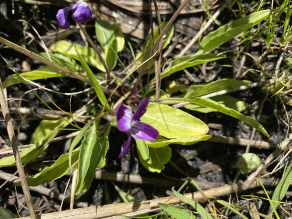 Viola betonicifolia at Booth, ACT - 5 Apr 2021