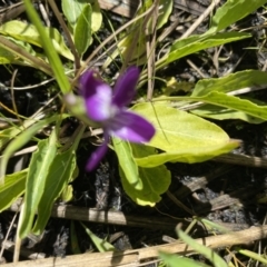 Viola betonicifolia at Booth, ACT - 5 Apr 2021