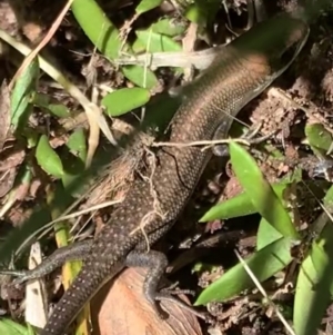 Carlia tetradactyla at Murrumbateman, NSW - 5 Apr 2021