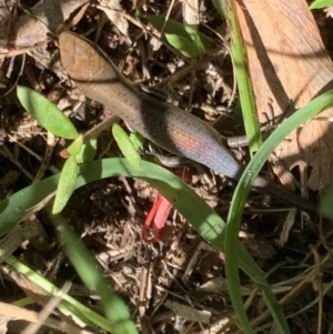 Carlia tetradactyla at Murrumbateman, NSW - 5 Apr 2021