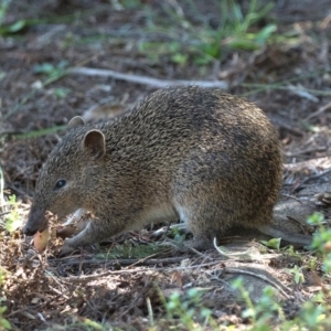 Isoodon obesulus obesulus at Paddys River, ACT - 5 Apr 2021