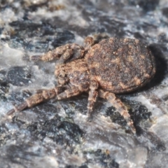 Stephanopis sp. (genus) (Knobbly crab spider) at Mount Ainslie to Black Mountain - 30 Mar 2021 by Harrisi