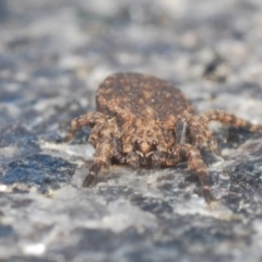 Stephanopis sp. (genus) at Campbell, ACT - 30 Mar 2021 03:59 PM