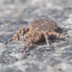 Stephanopis sp. (genus) at Campbell, ACT - 30 Mar 2021 03:59 PM