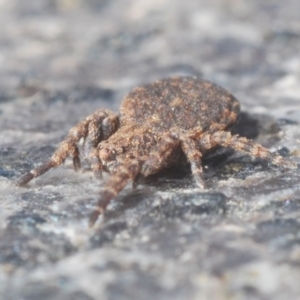 Stephanopis sp. (genus) at Campbell, ACT - 30 Mar 2021 03:59 PM