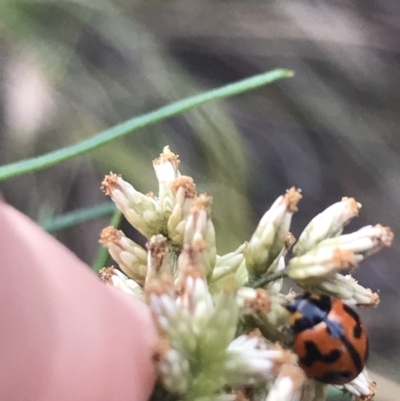 Coccinella transversalis (Transverse Ladybird) at Red Hill to Yarralumla Creek - 27 Mar 2021 by Tapirlord