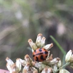 Coccinella transversalis at Garran, ACT - 27 Mar 2021 05:27 PM