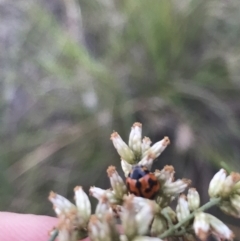 Coccinella transversalis at Garran, ACT - 27 Mar 2021 05:27 PM