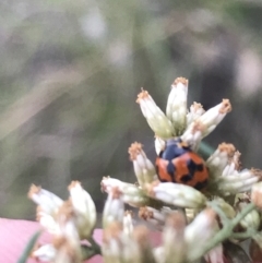 Coccinella transversalis at Garran, ACT - 27 Mar 2021