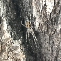 Tamopsis fickerti (Two-tailed spider) at Red Hill to Yarralumla Creek - 27 Mar 2021 by Tapirlord