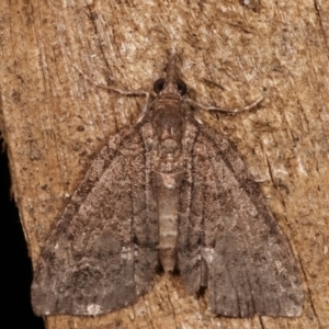 Microdes (genus) at Melba, ACT - 31 Mar 2021