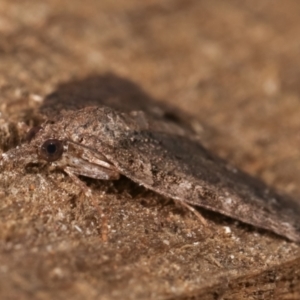 Microdes (genus) at Melba, ACT - 31 Mar 2021