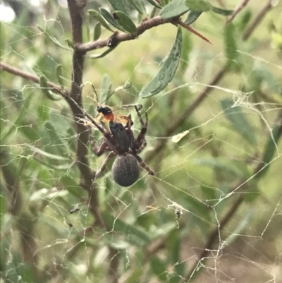 Unidentified Spider (Araneae) at Hughes Garran Woodland - 27 Mar 2021 by Tapirlord