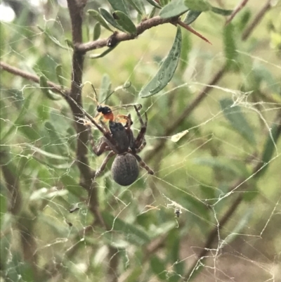 Unidentified Spider (Araneae) at Hughes, ACT - 27 Mar 2021 by Tapirlord