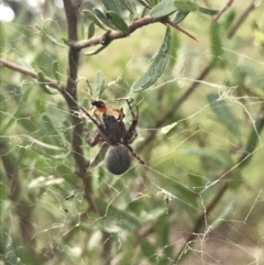 Unidentified Orb-weaving spider (several families) (TBC) at Hughes, ACT - 27 Mar 2021 by Tapirlord