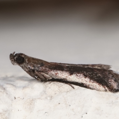 Assara subarcuella (Phycitinae) at Melba, ACT - 30 Mar 2021 by kasiaaus