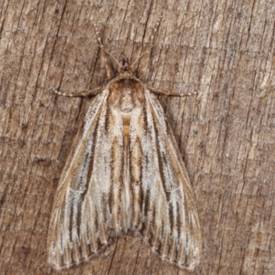 Ciampa arietaria (Brown Pasture Looper Moth) at Melba, ACT - 31 Mar 2021 by kasiaaus